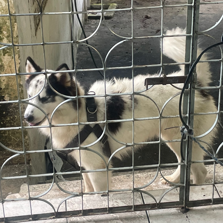 Lindo cachorro - Foto 2