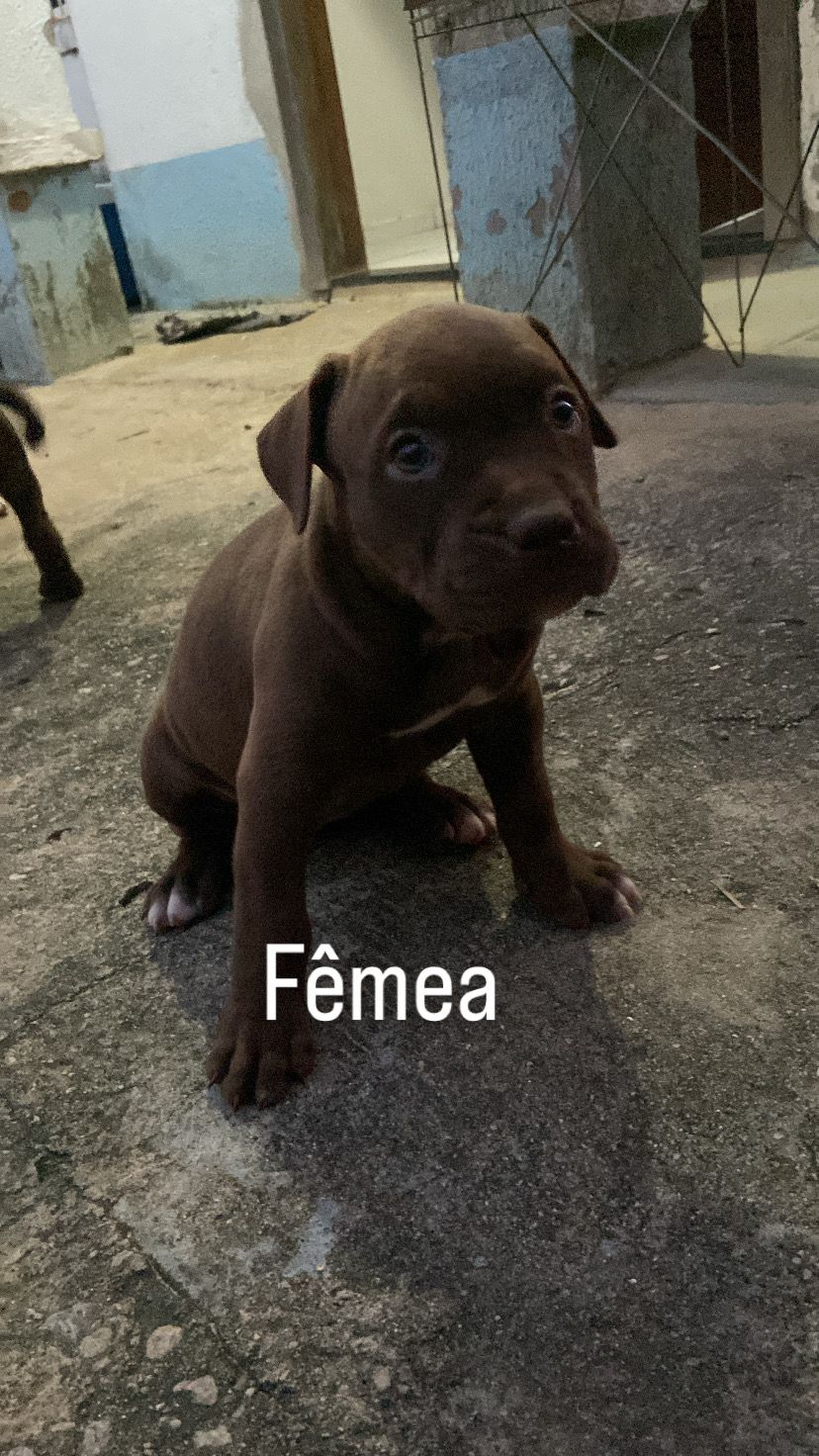 Portal Vendocão Filhotes de Pitbull Puros  Parnamirim