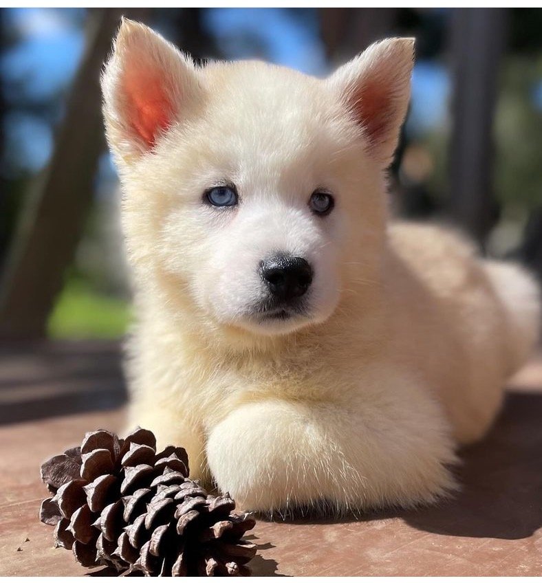 Filhotes de Husky Siberiano - Foto 1