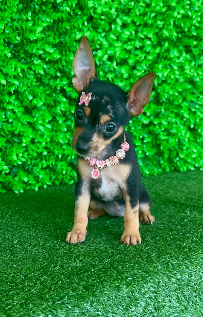 Portal Vendocão Pinscher zero Cariacica 