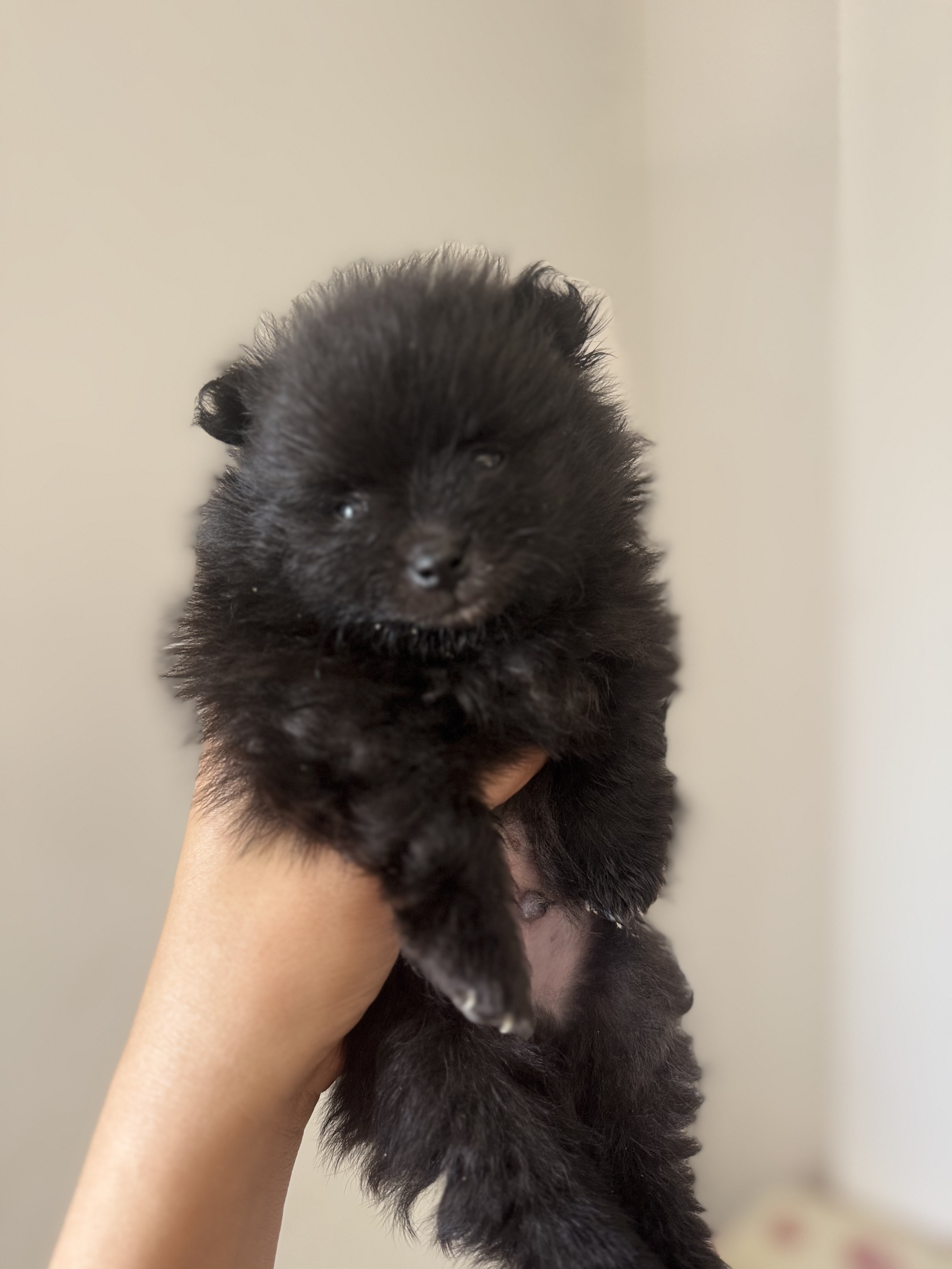 Spitz Alemão - Foto 1