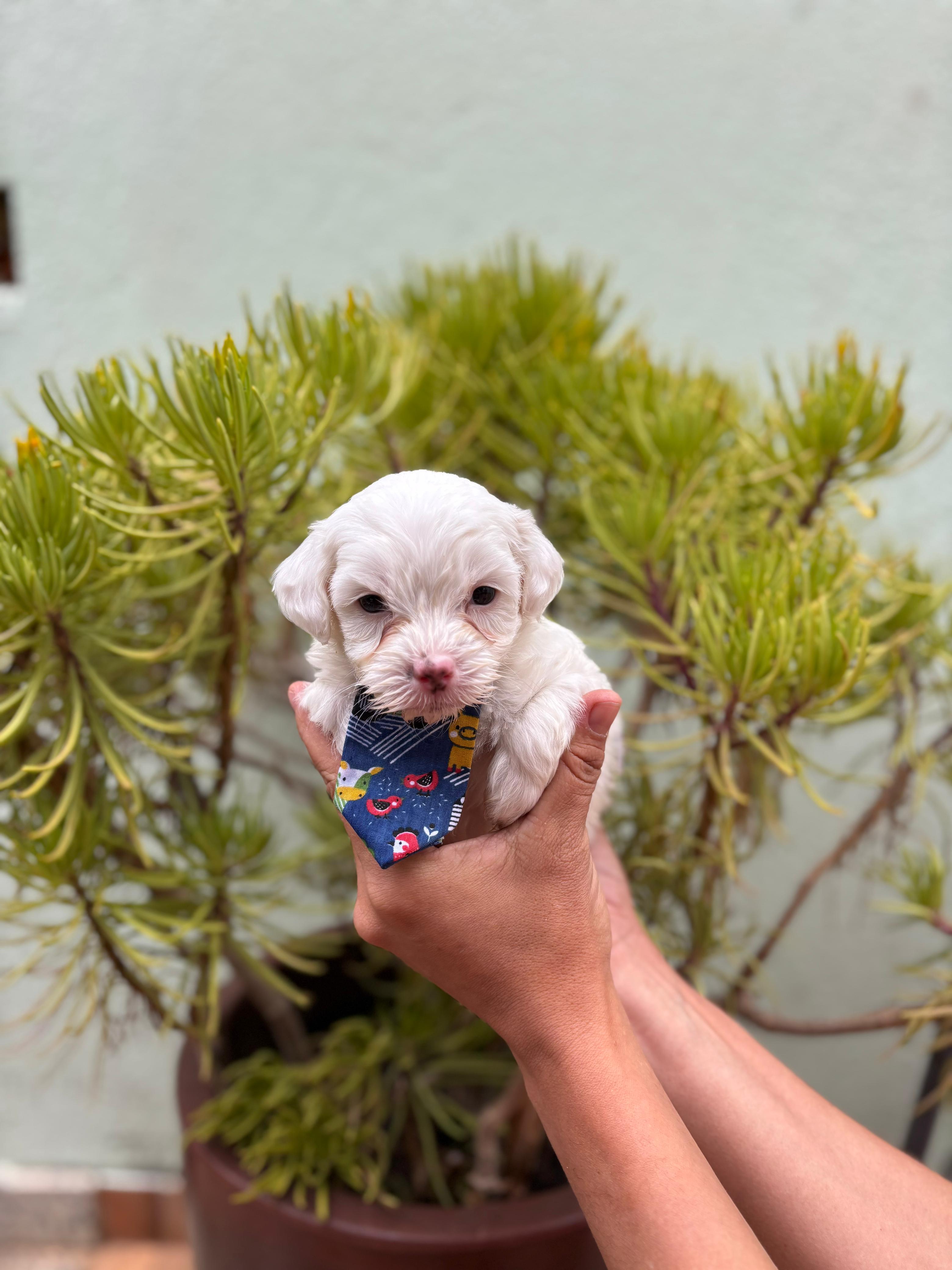 Portal Vendocão Filhotes de poodle macho  Para de Minas
