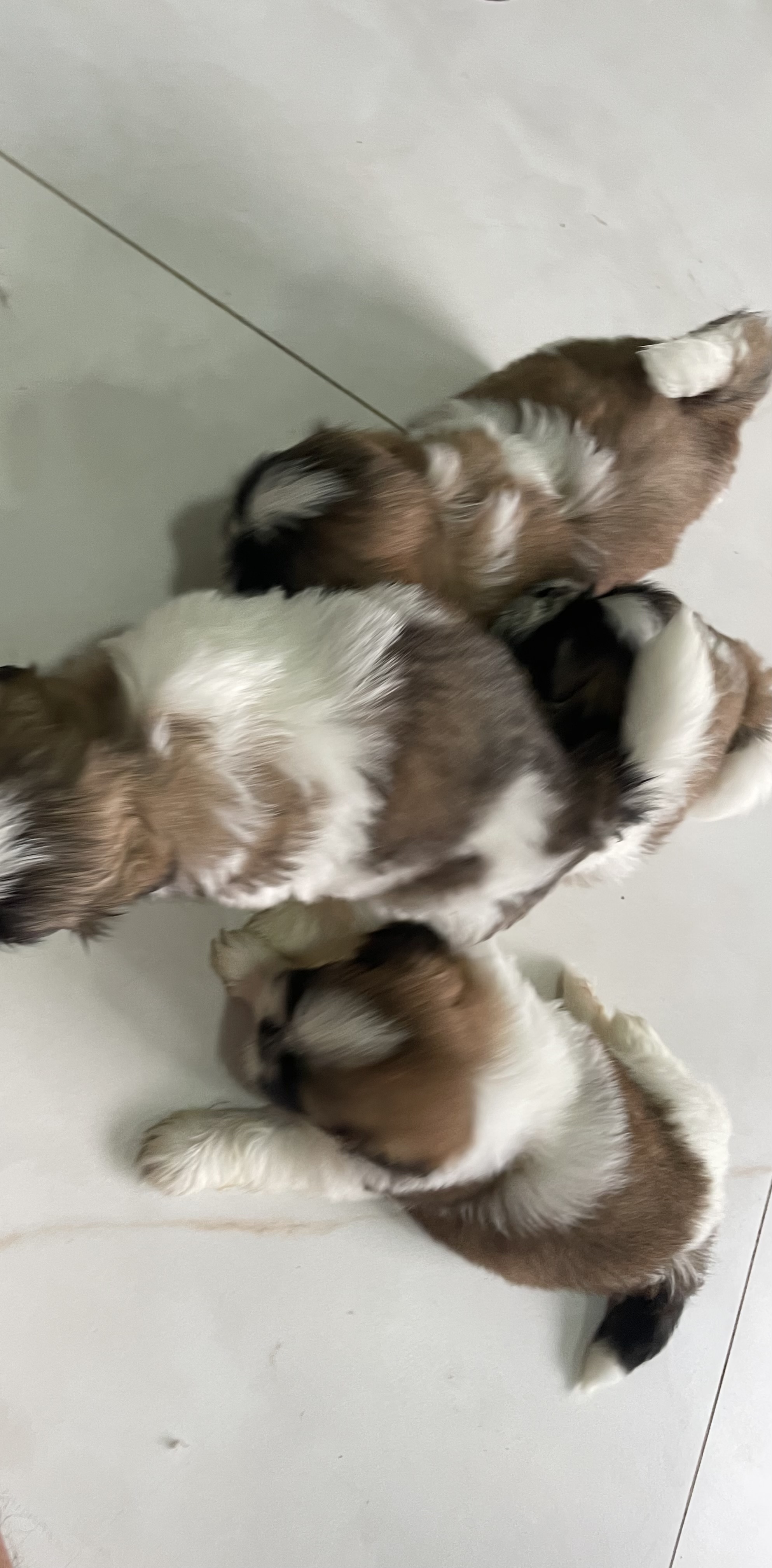Portal Vendocão Lindos filhotes de shih Tzu Belém 