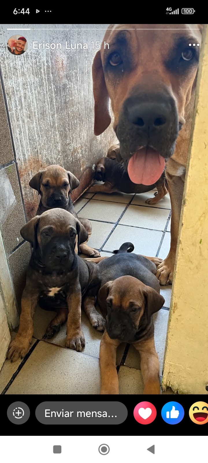 Portal Vendocão Vendo Fila Brasileiro  Recife