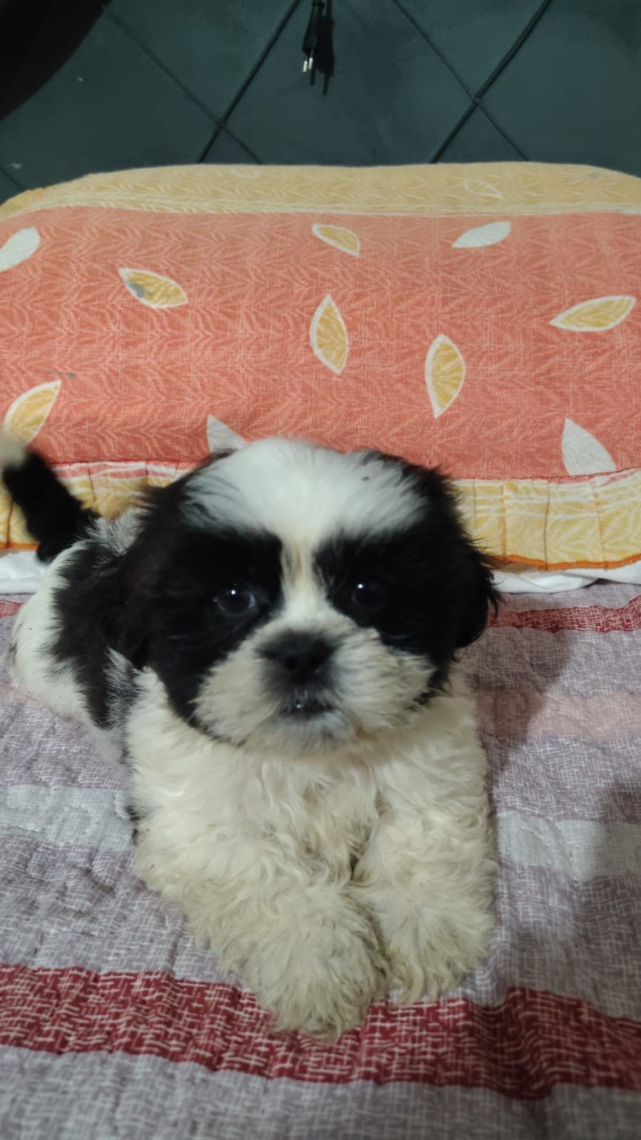 Shih tzu macho