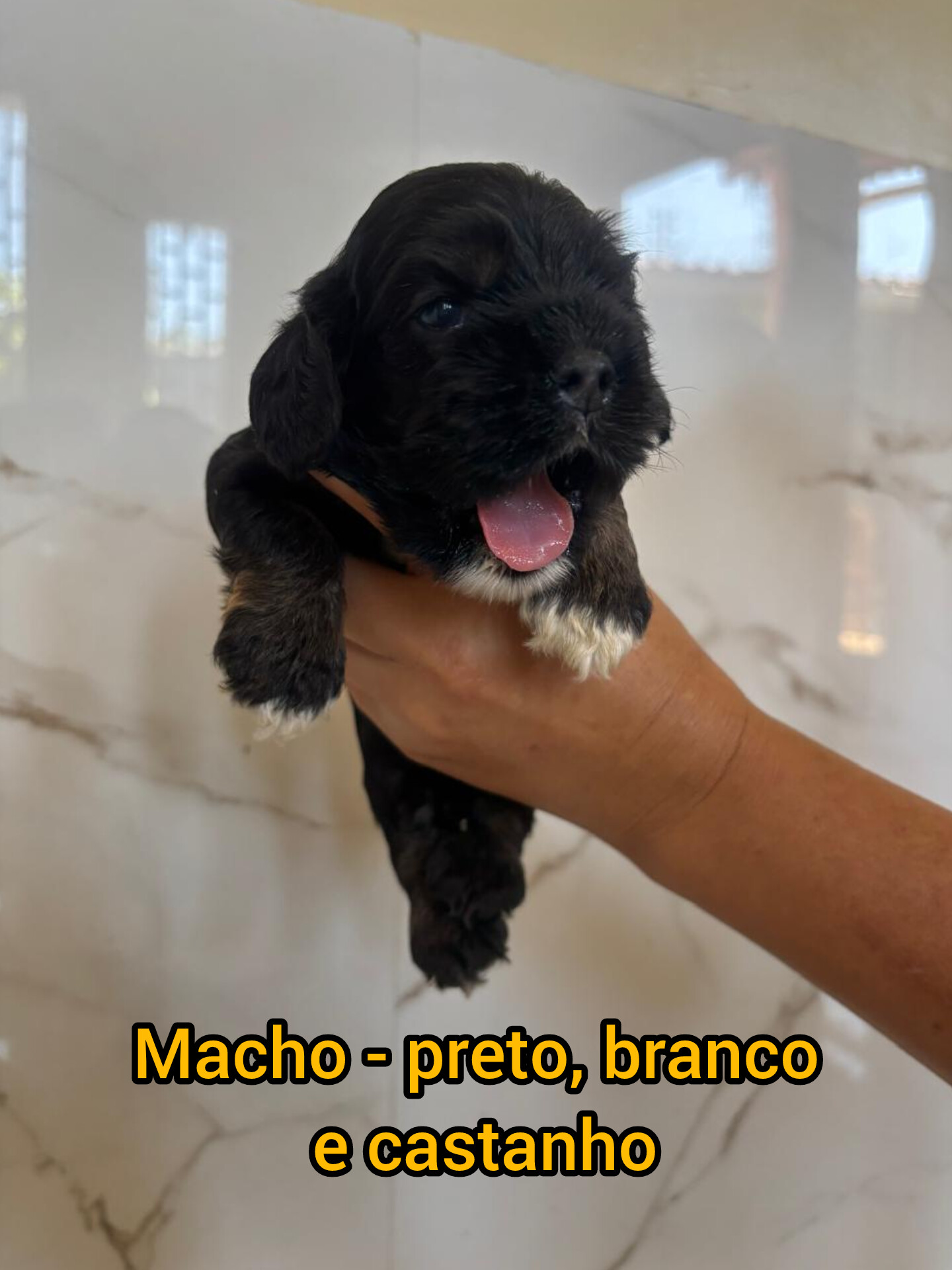 Portal Vendocão Filhotes de Cocker Americano Sao Luis