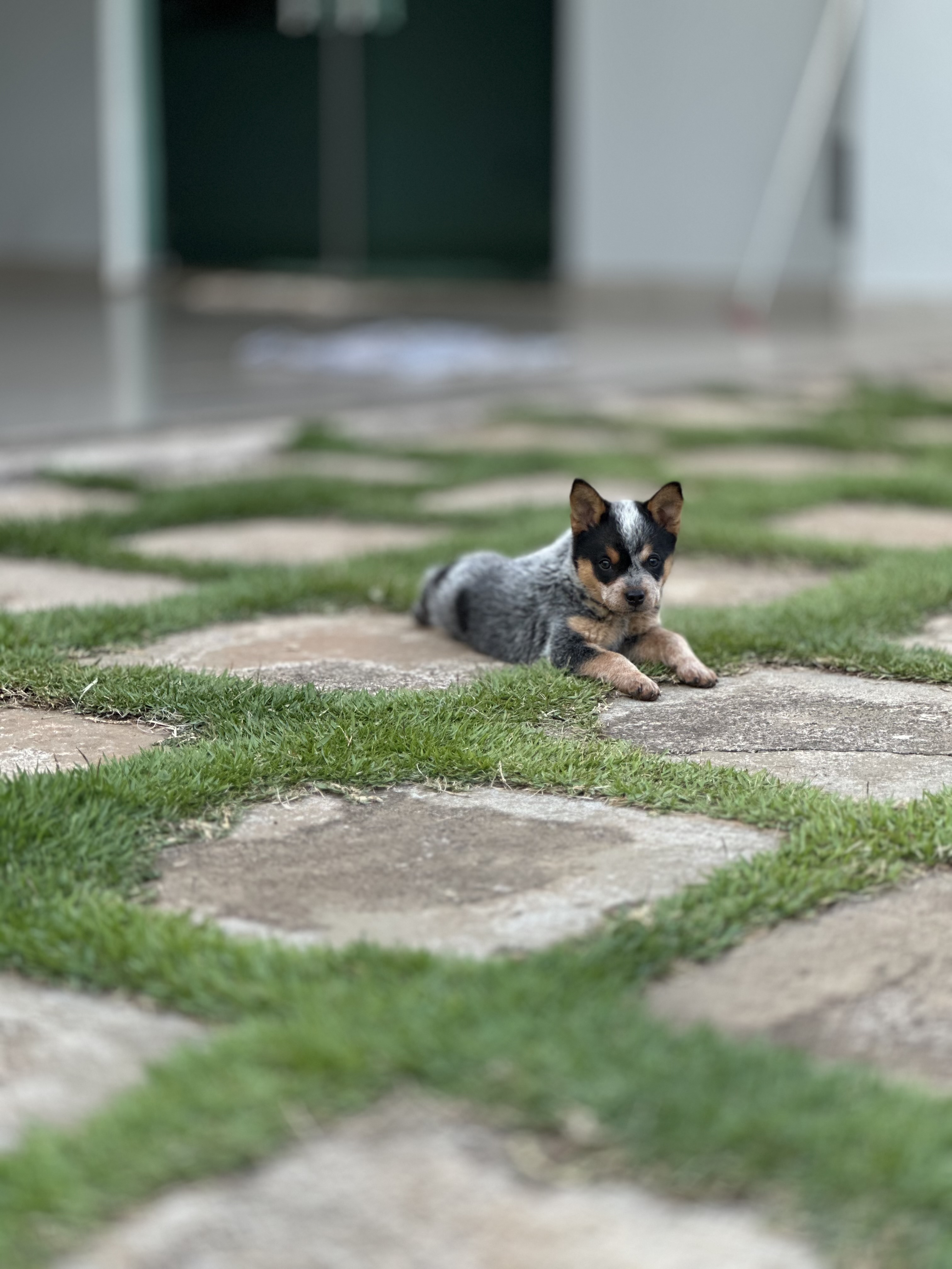 Portal Vendocão Filhotes de blue heeler  Águas claras 