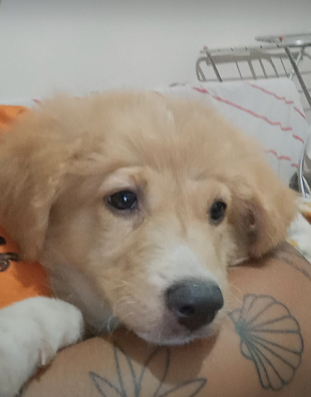 Portal Vendocão Vendo Filhote de Golden Rio de Janeiro