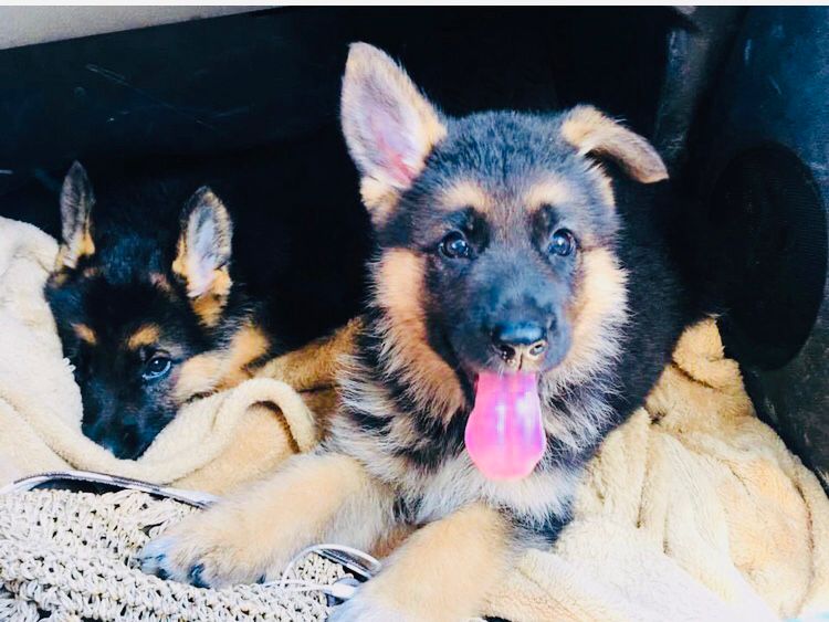 Portal Vendocão Vendo lindos filhotes de pastor Alemão capa preta  Cuiabá 