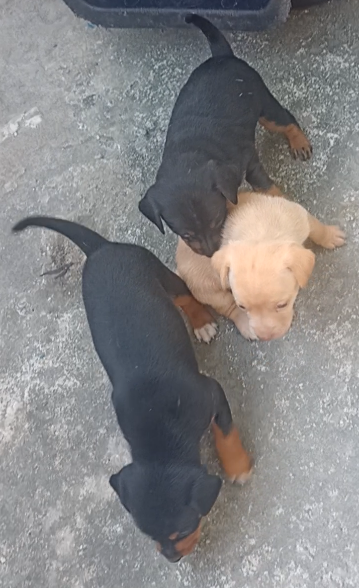 filhotes de Pinscher SÃO GONÇALO 