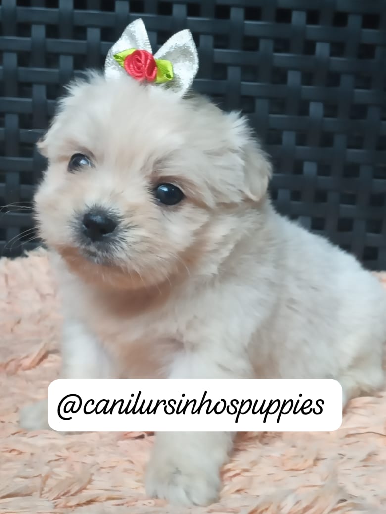 Portal Vendocão lhasa apso lindos bebes pronta entrega #canilursinhospuppies  praia grande 