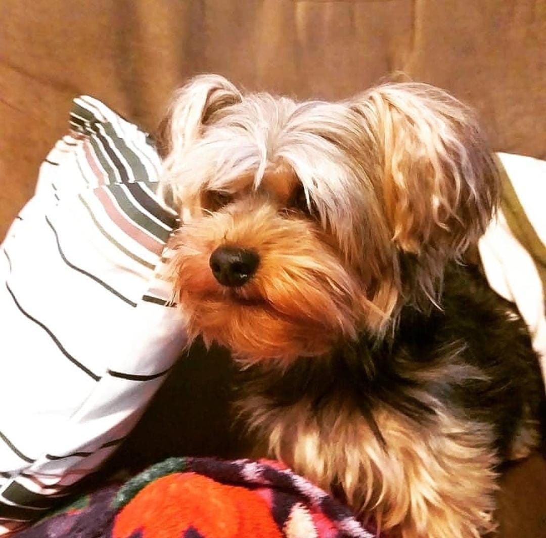 Portal Vendocão Procuro namorada para Arthur cão yorkshire pequeno Taubaté