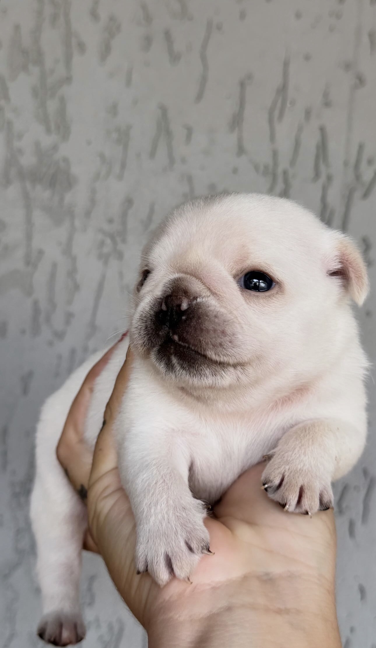 VENDE SE PUG BRANCO MACHO 