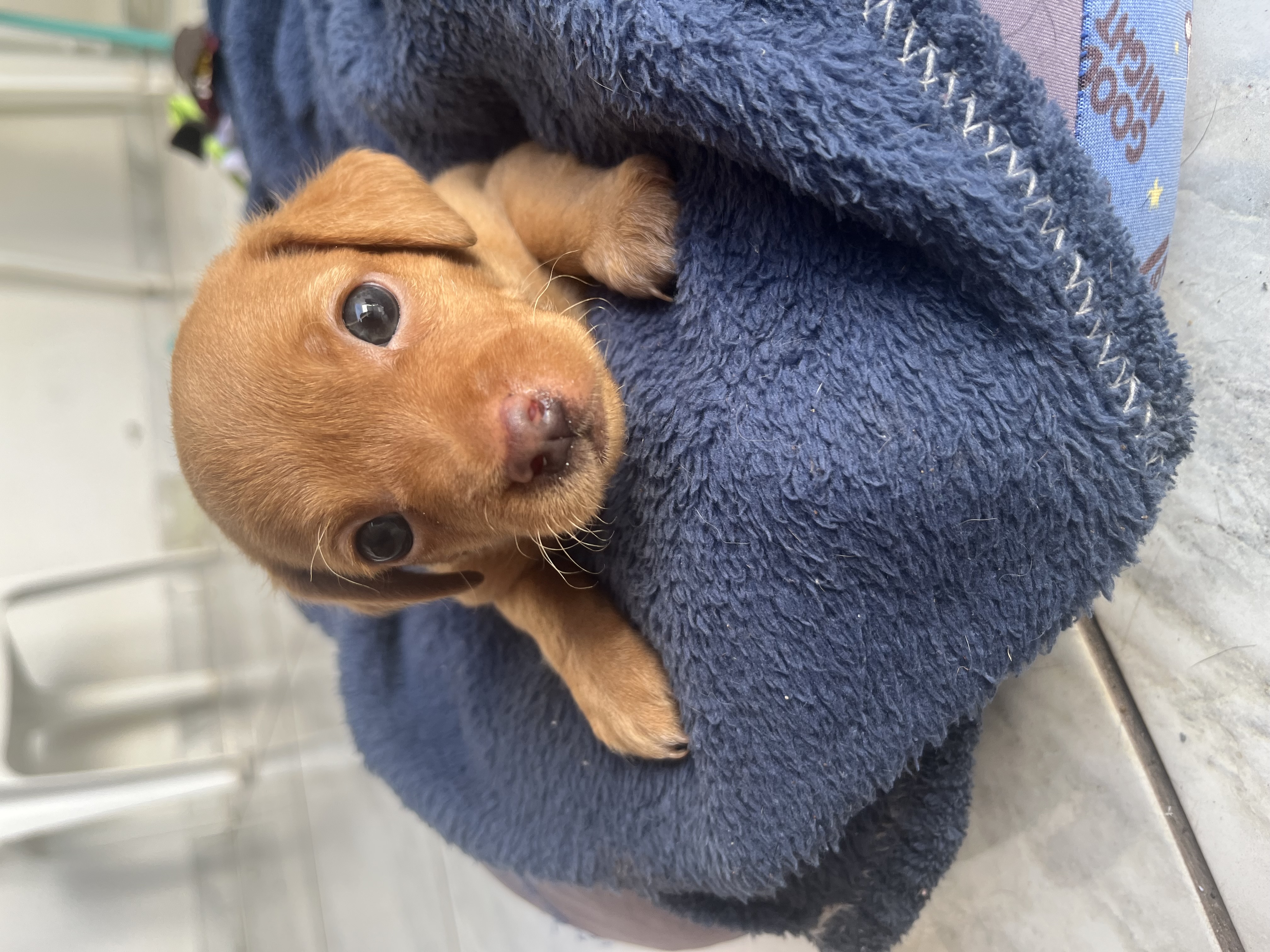 Portal Vendocão Pinscher  Teresina