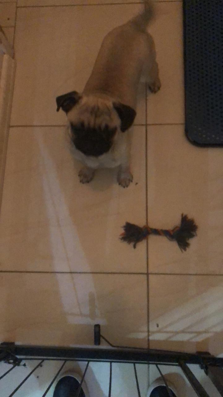 Portal Vendocão Pug macho  Porto Alegre 