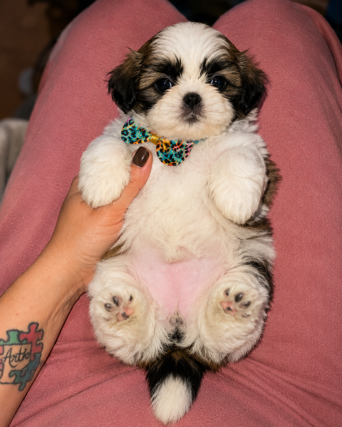 Filhotes de Shih Tzu lindos e carinhosos - Foto 5