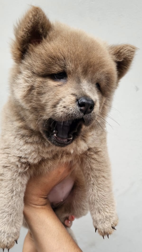 Portal Vendocão Filhotes de Chow chow para venda  São Paulo 