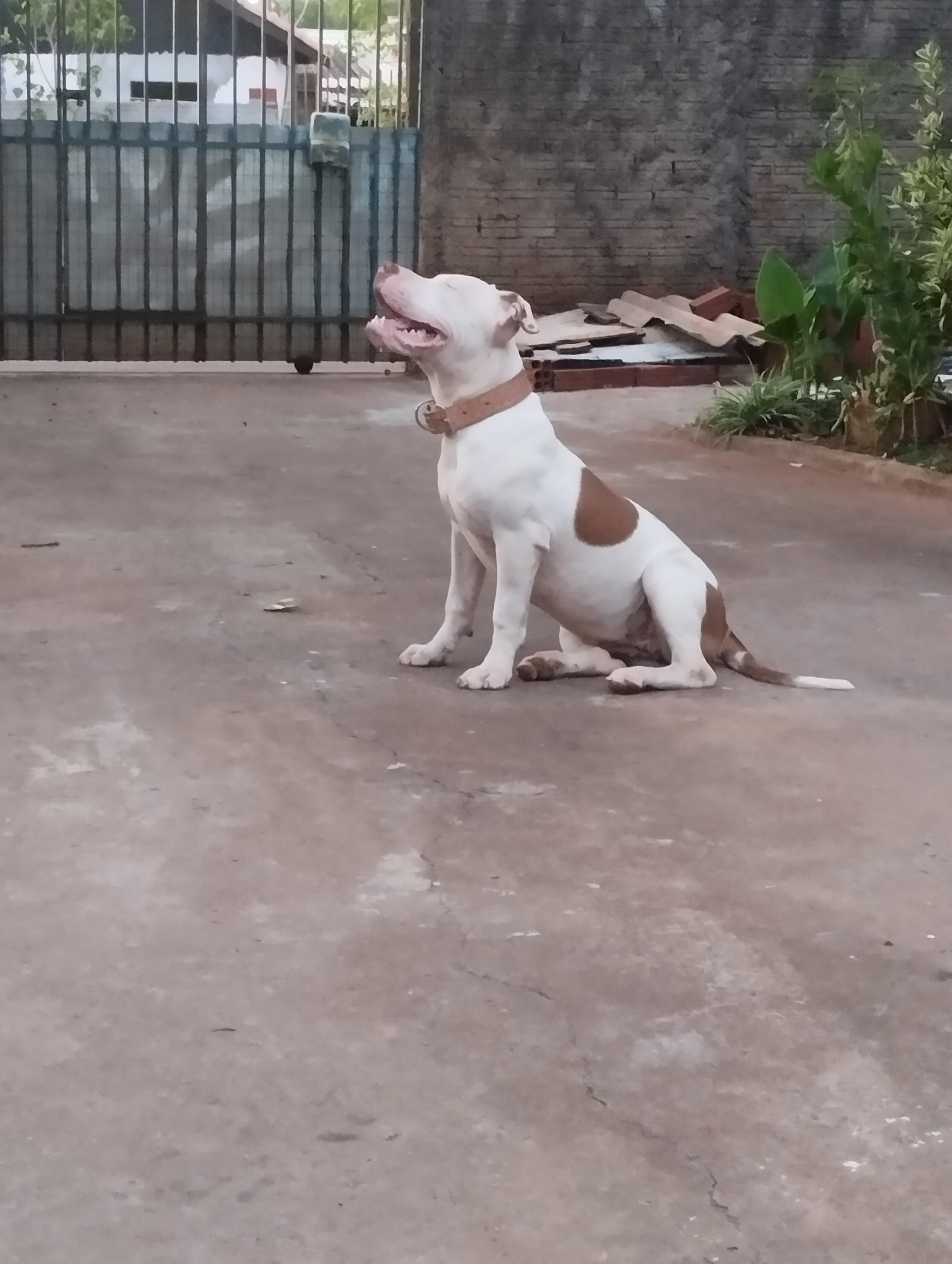 Portal Vendocão Pit Bull  Paiçandu