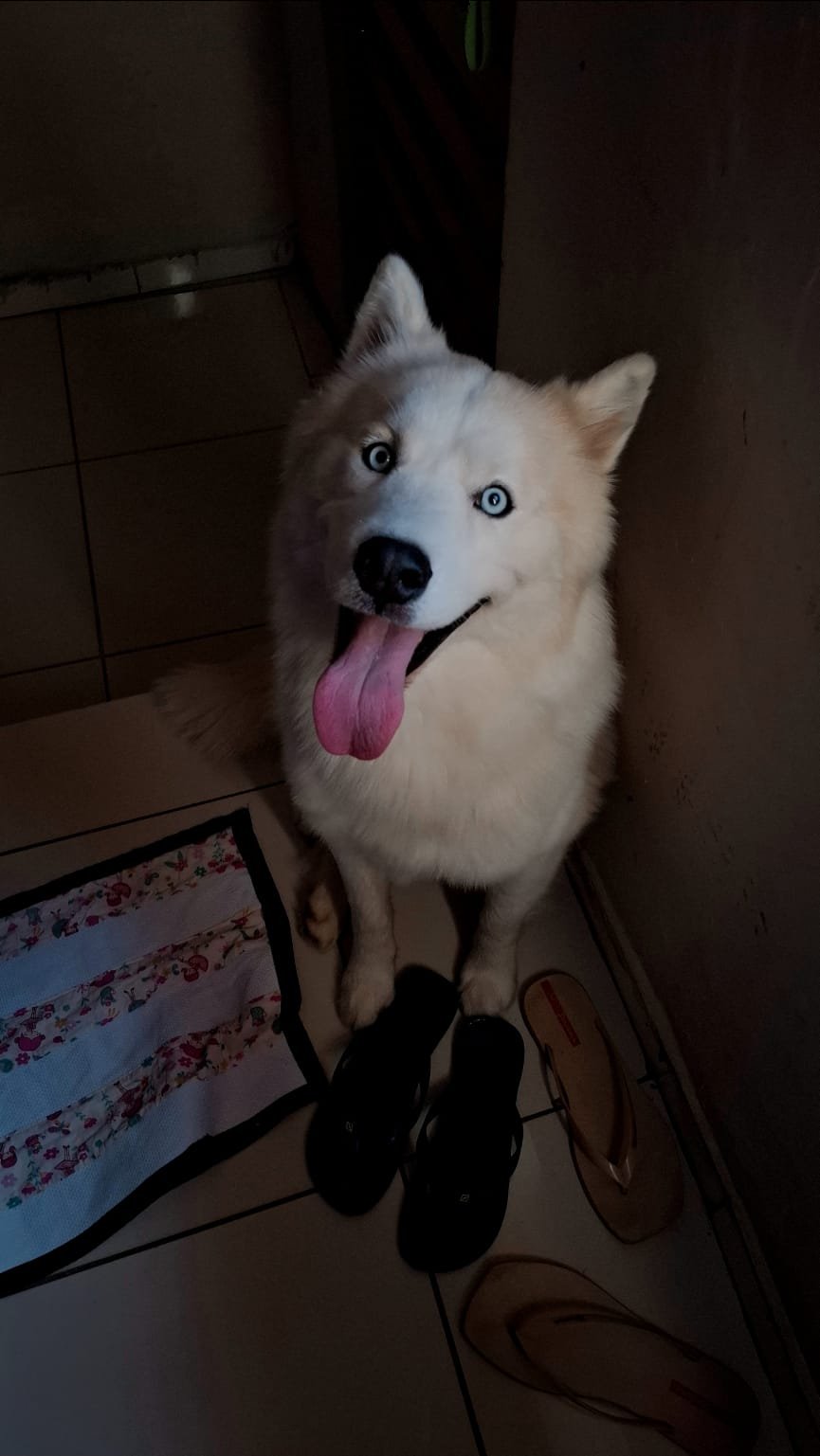 Husky Siberiano Macho