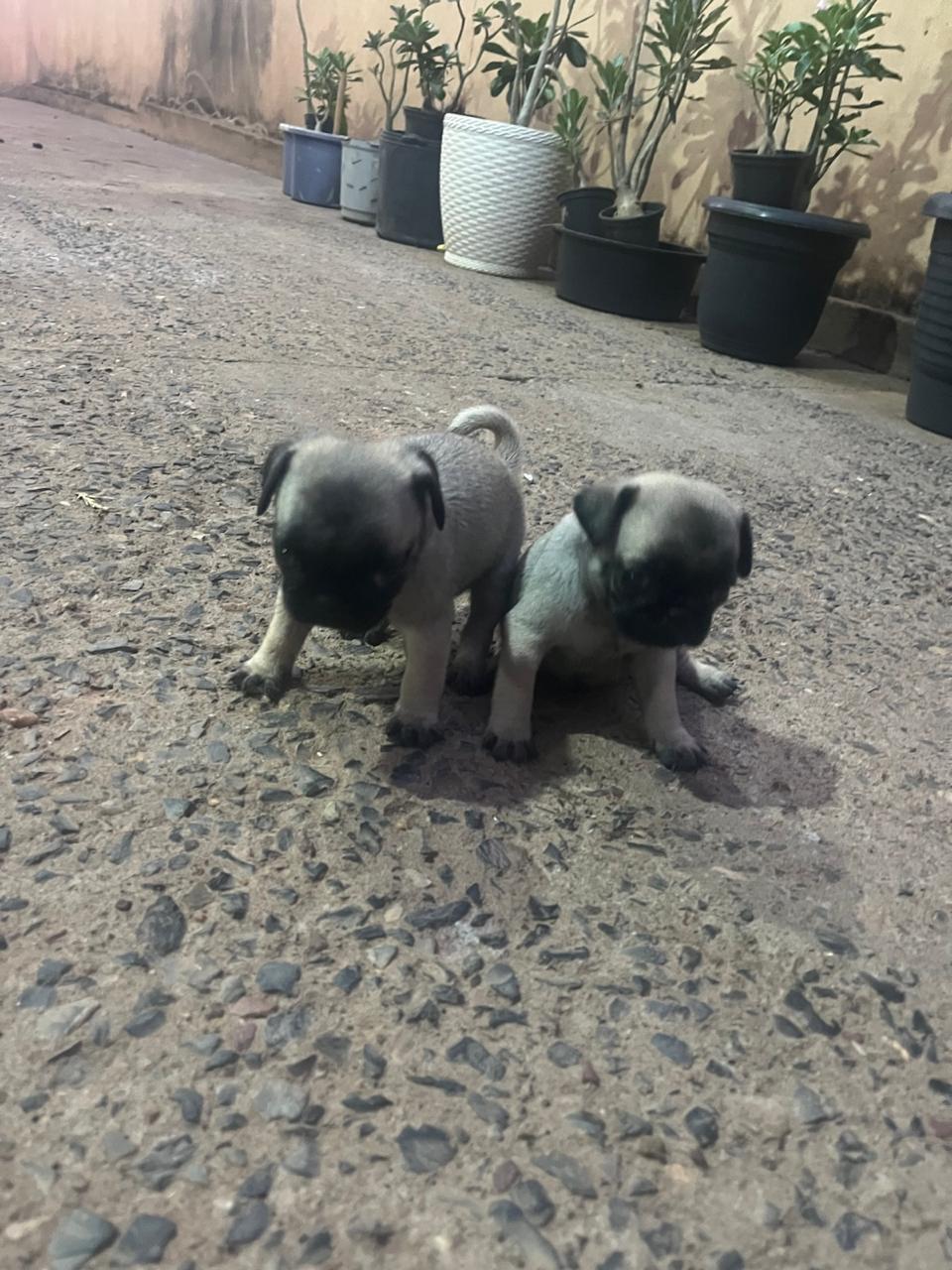 Portal Vendocão Vende se lindos filhotes de pug sendo 5  todos machos  Cuiabá