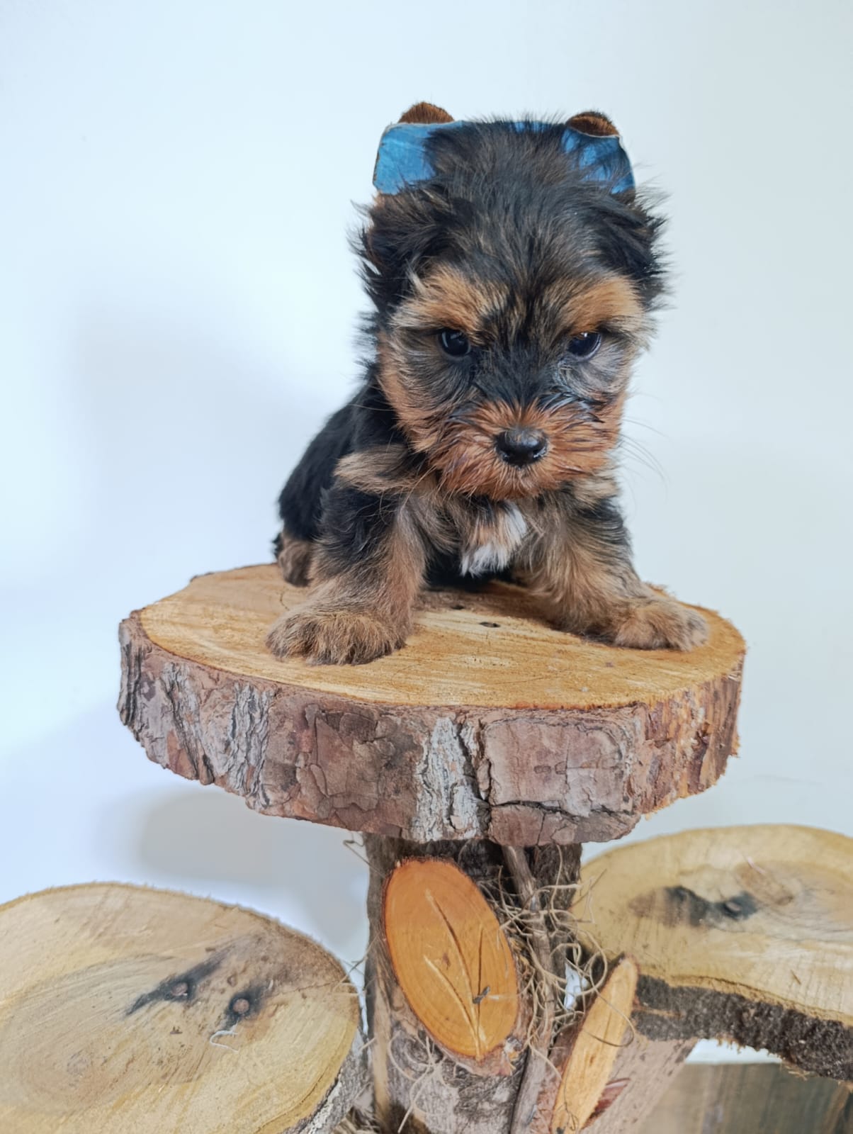 Portal Vendocão Yorkshire Terrier Raça 100% pura Campinas