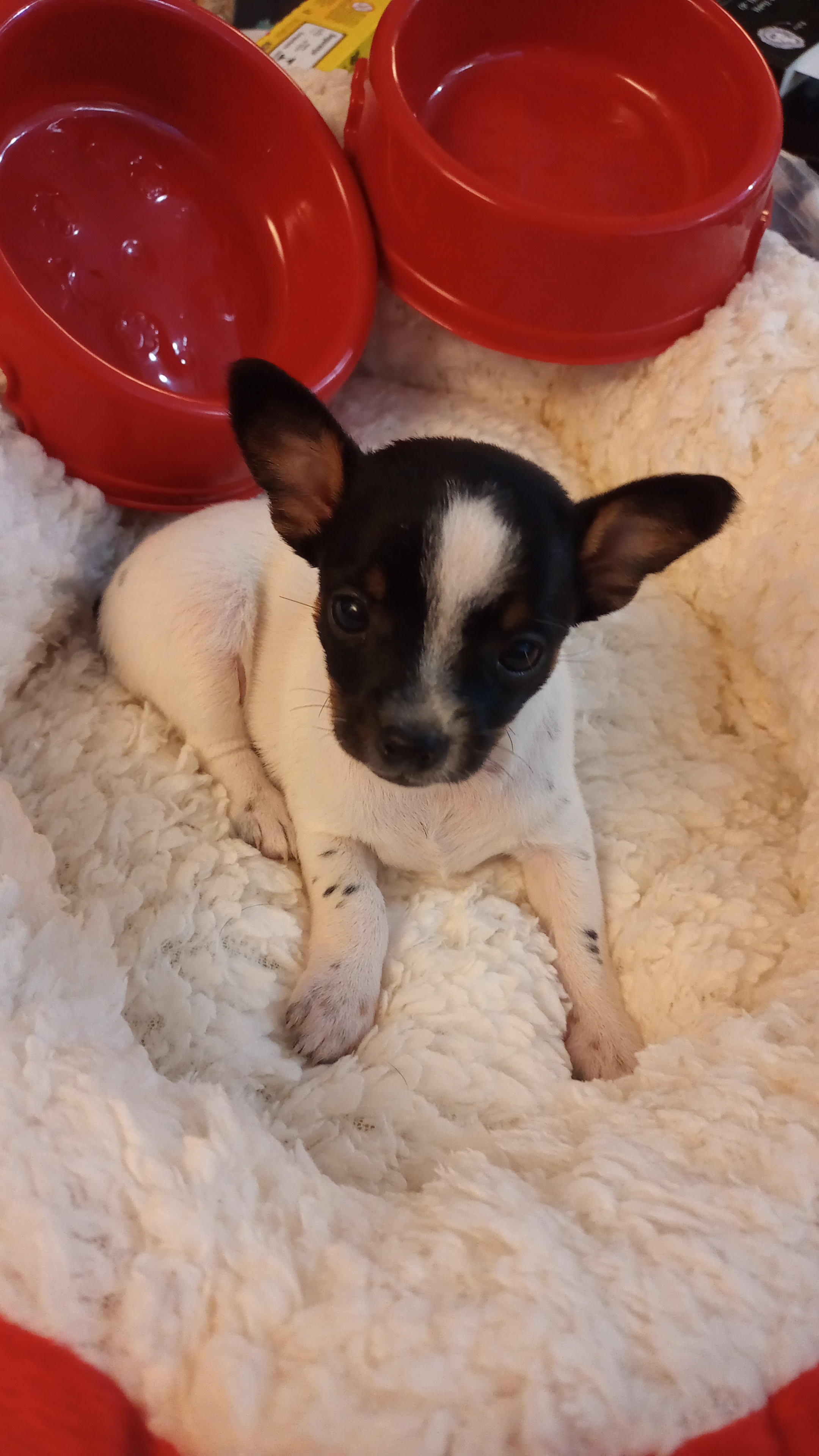 Portal Vendocão Pincher N°1 Salvador