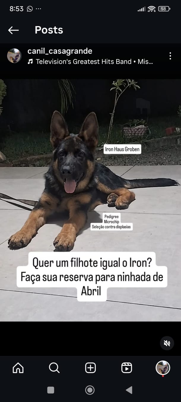 Portal Vendocão FILHOTES DE PASTOR ALEMÃO COM PEDIGREE CRICIUMA