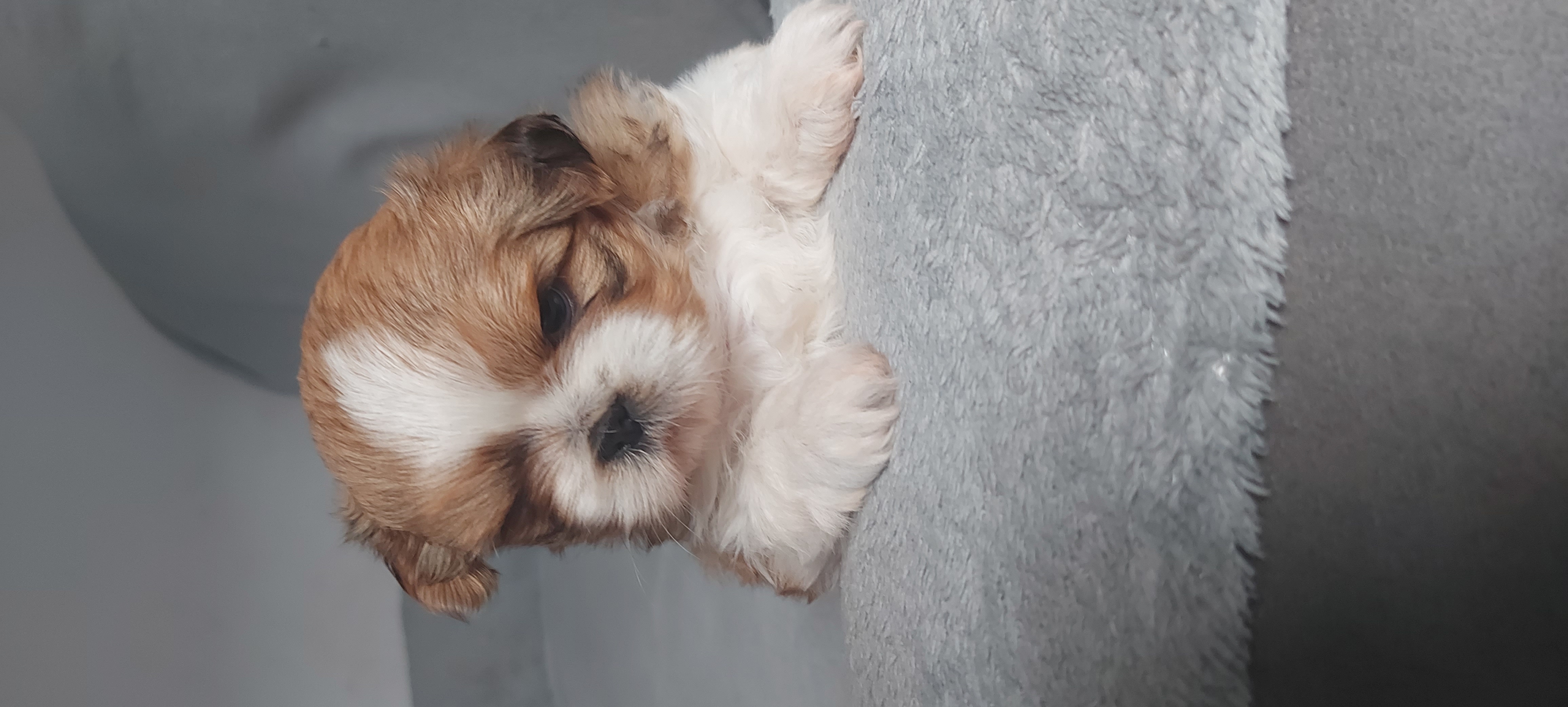 Portal Vendocão Vendo casal shih Tzu  Montes Claros
