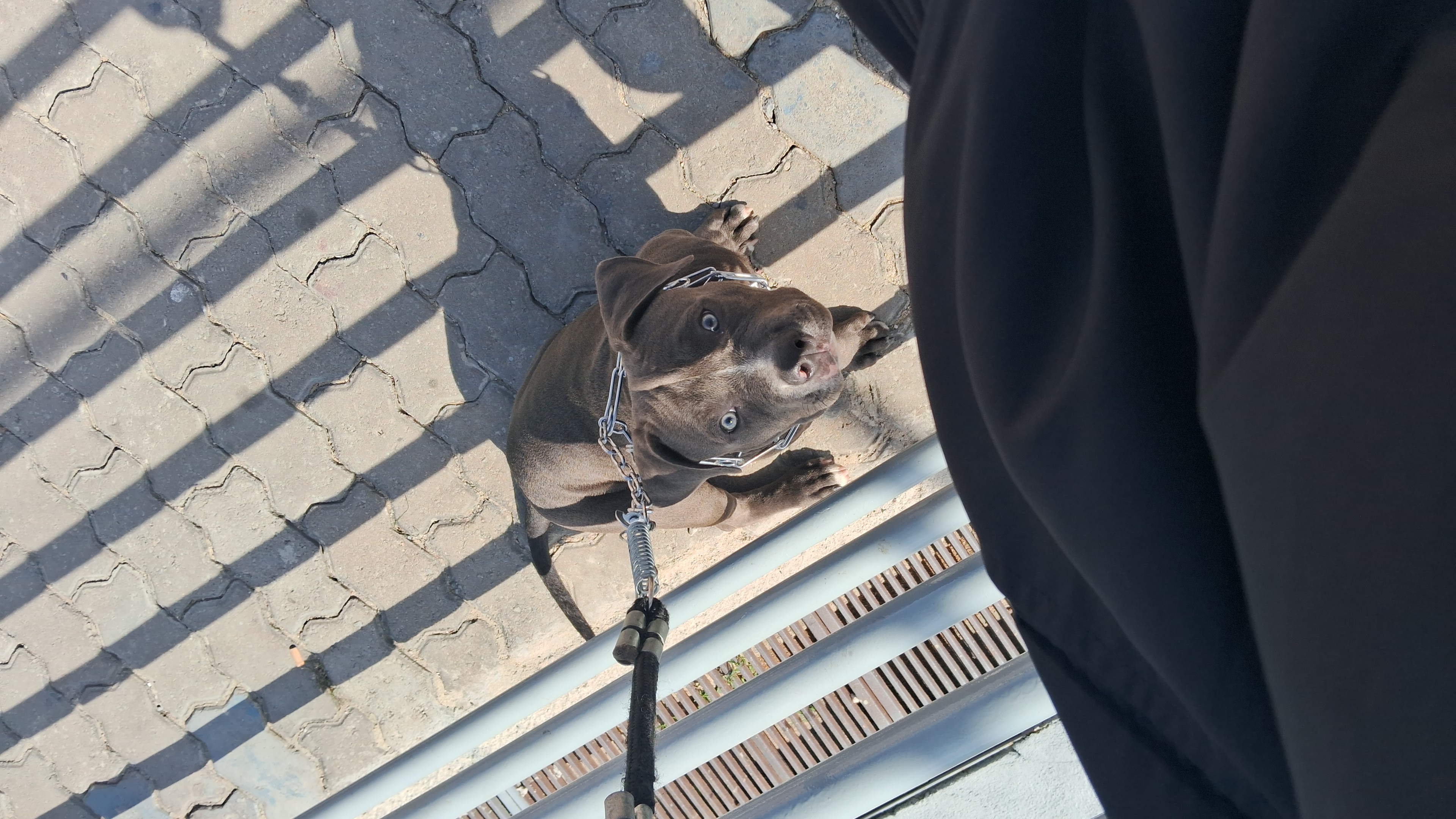 Portal Vendocão American Bully Contagem