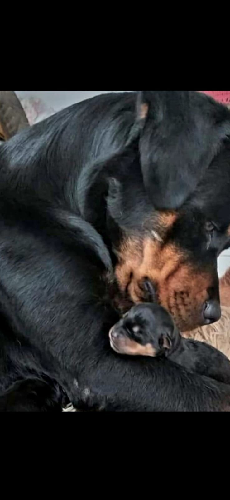 Filhotes Rotweiler; Excelente Lonhagem - Foto 3