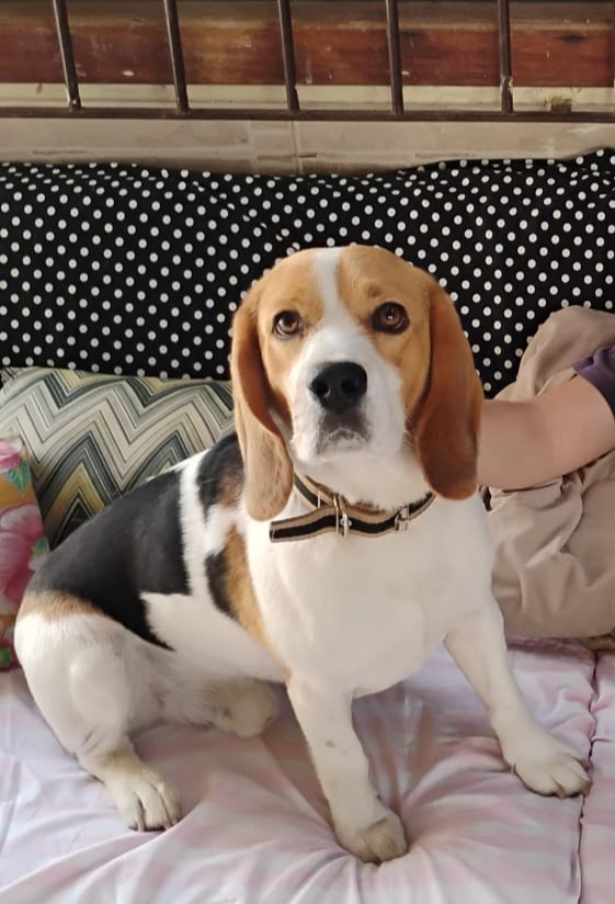 Portal Vendocão Lindos filhotes de beagle tricolores com pedigree Rio das Ostras