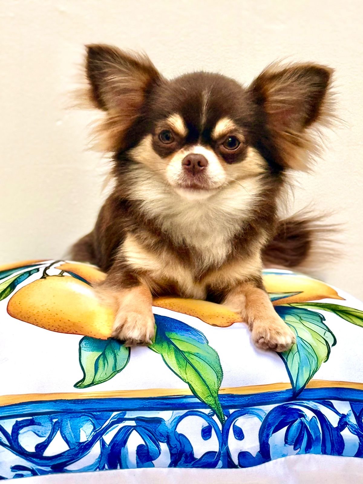 Chihuahua pelo longo - Foto 5
