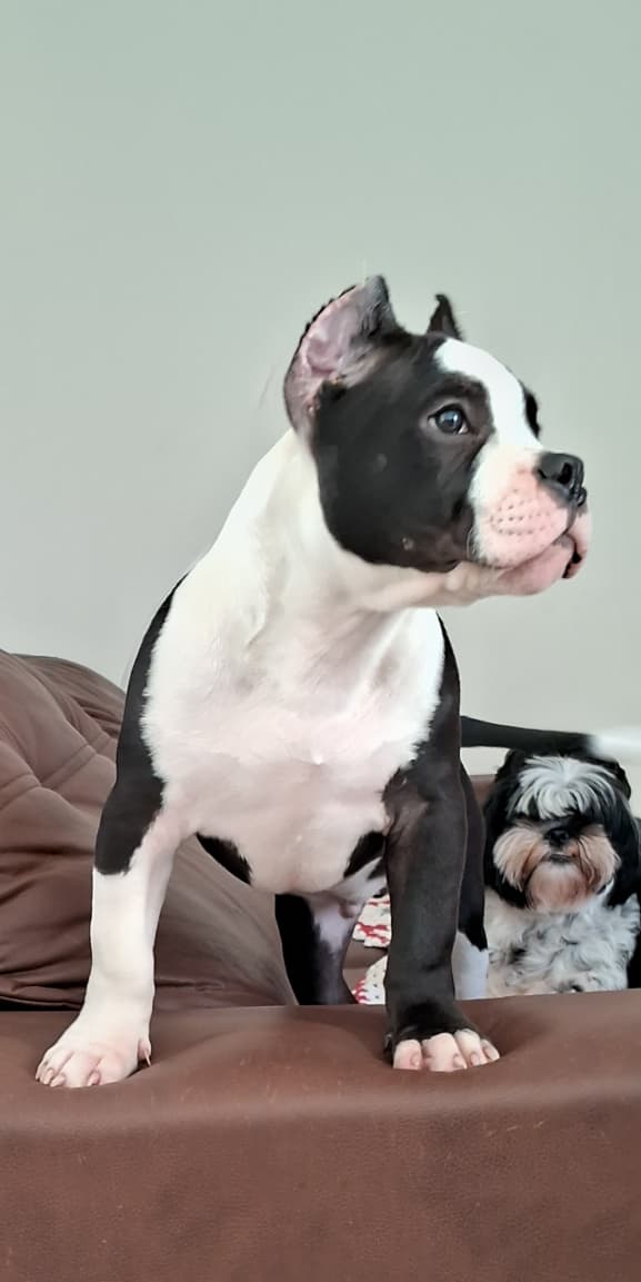 Portal Vendocão Vendo American bully  Uberlândia
