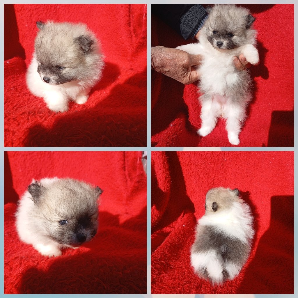Vendo lindos filhotes de sptiz alemão  - Foto 1