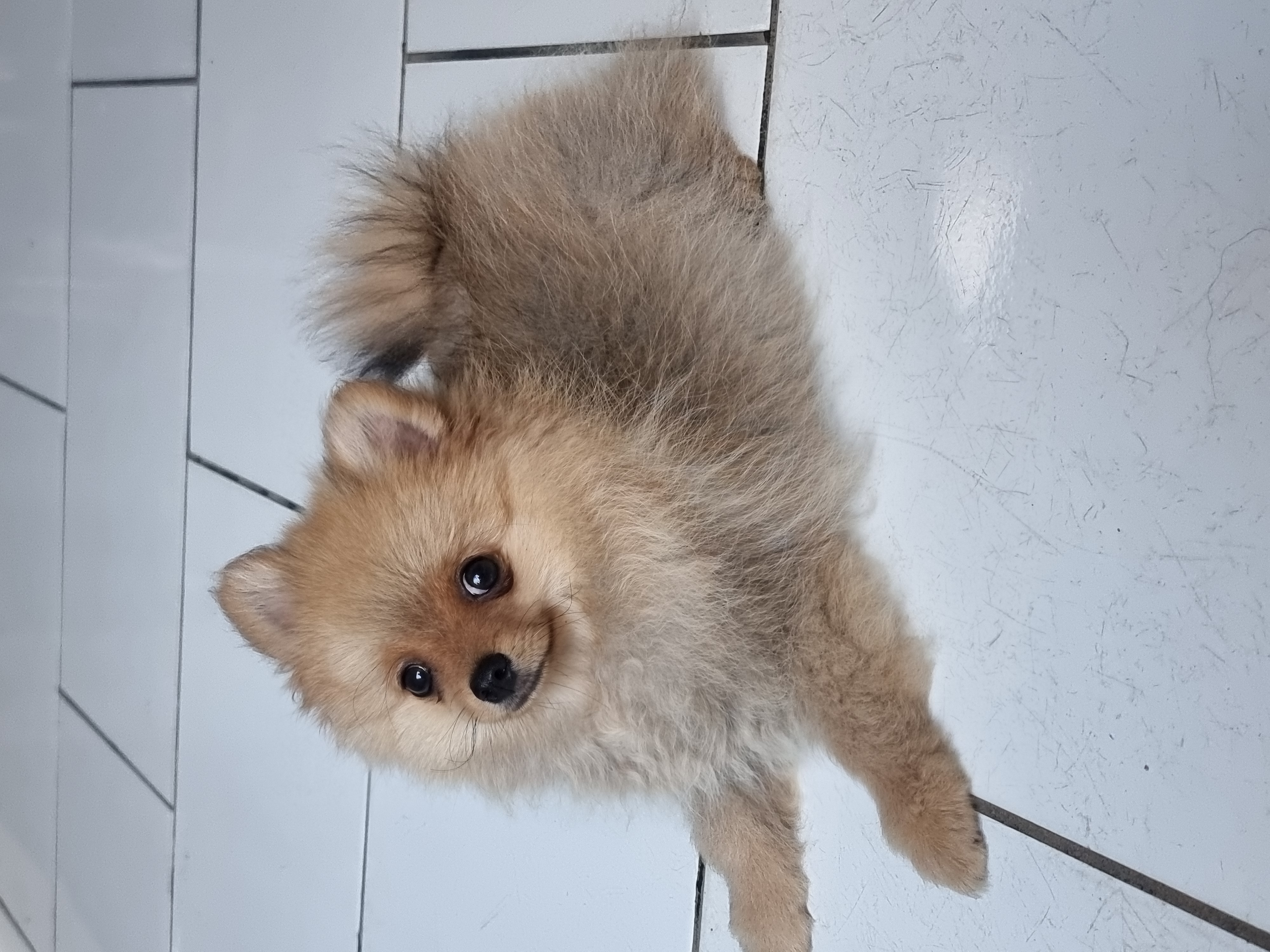 Portal Vendocão Spitz Alemão macho 3 meses  Itapetininga