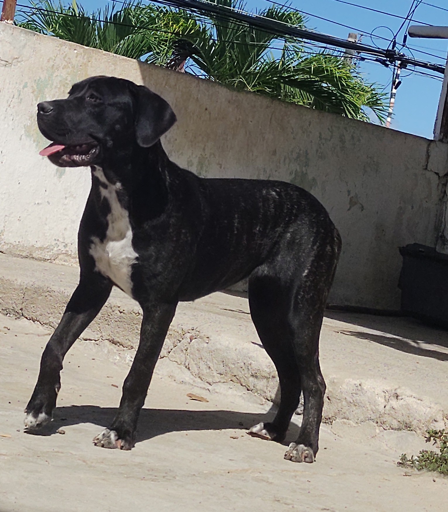 Portal Vendocão Cane Corso 10 meses pura! Olinda