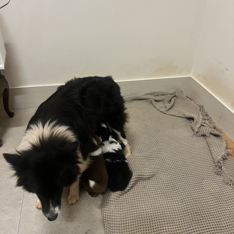 Lindos filhotes de Border Collie. 2500,00 cada - Foto 1