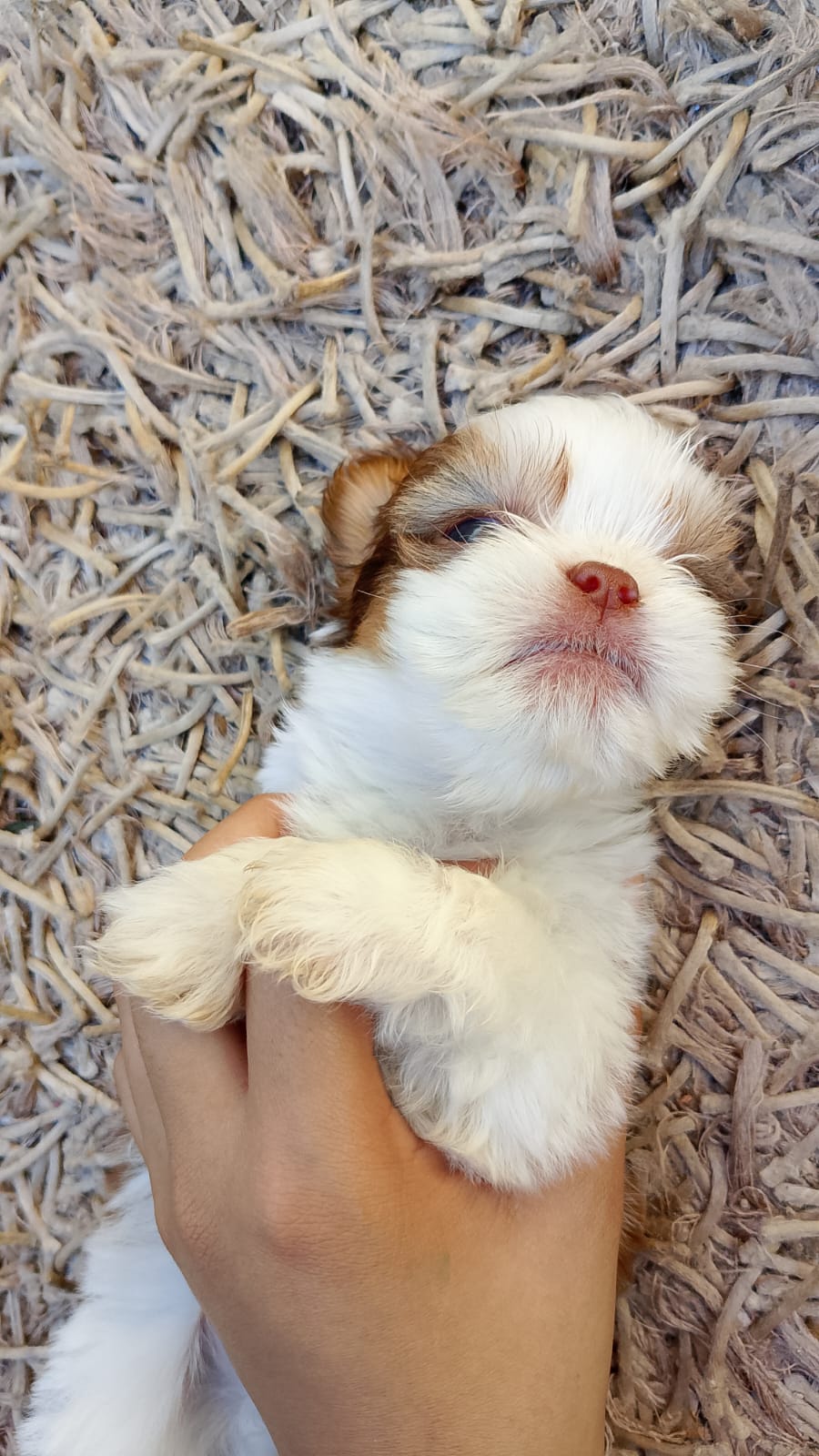 Portal Vendocão Filhote de shih tzu macho Belo Horizonte 