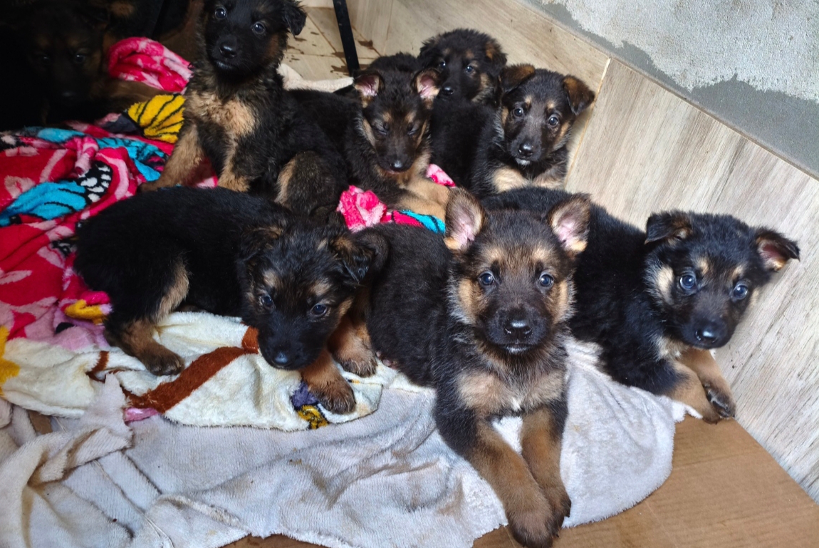 Portal Vendocão Filhotes de Pastor Alemão  Ivaí 