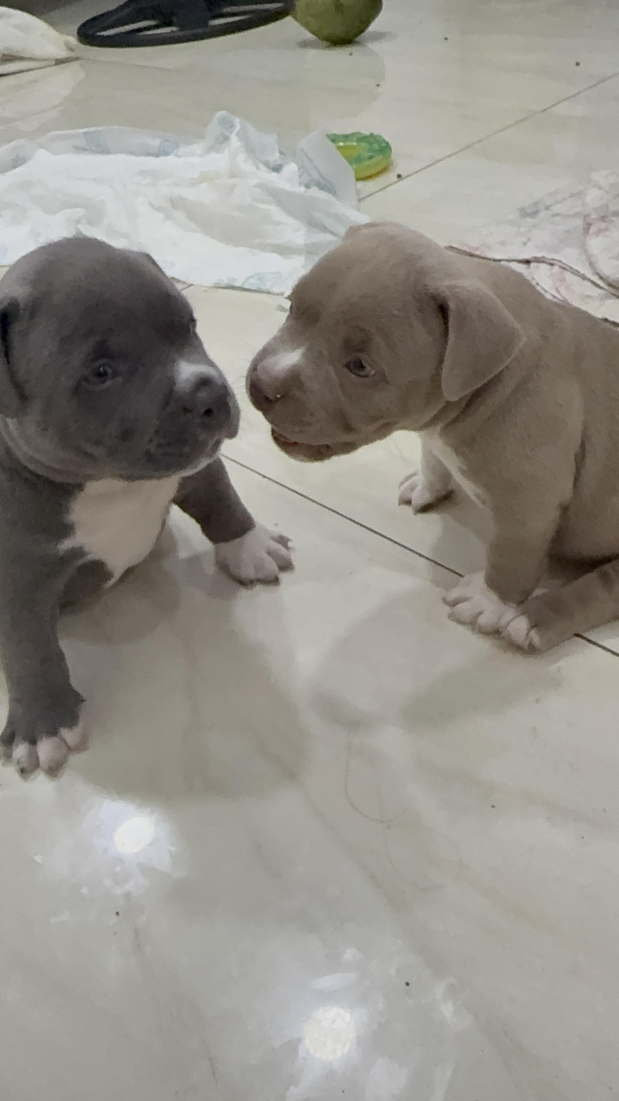 Portal Vendocão American Bully com Pedigree Rio de Janeiro