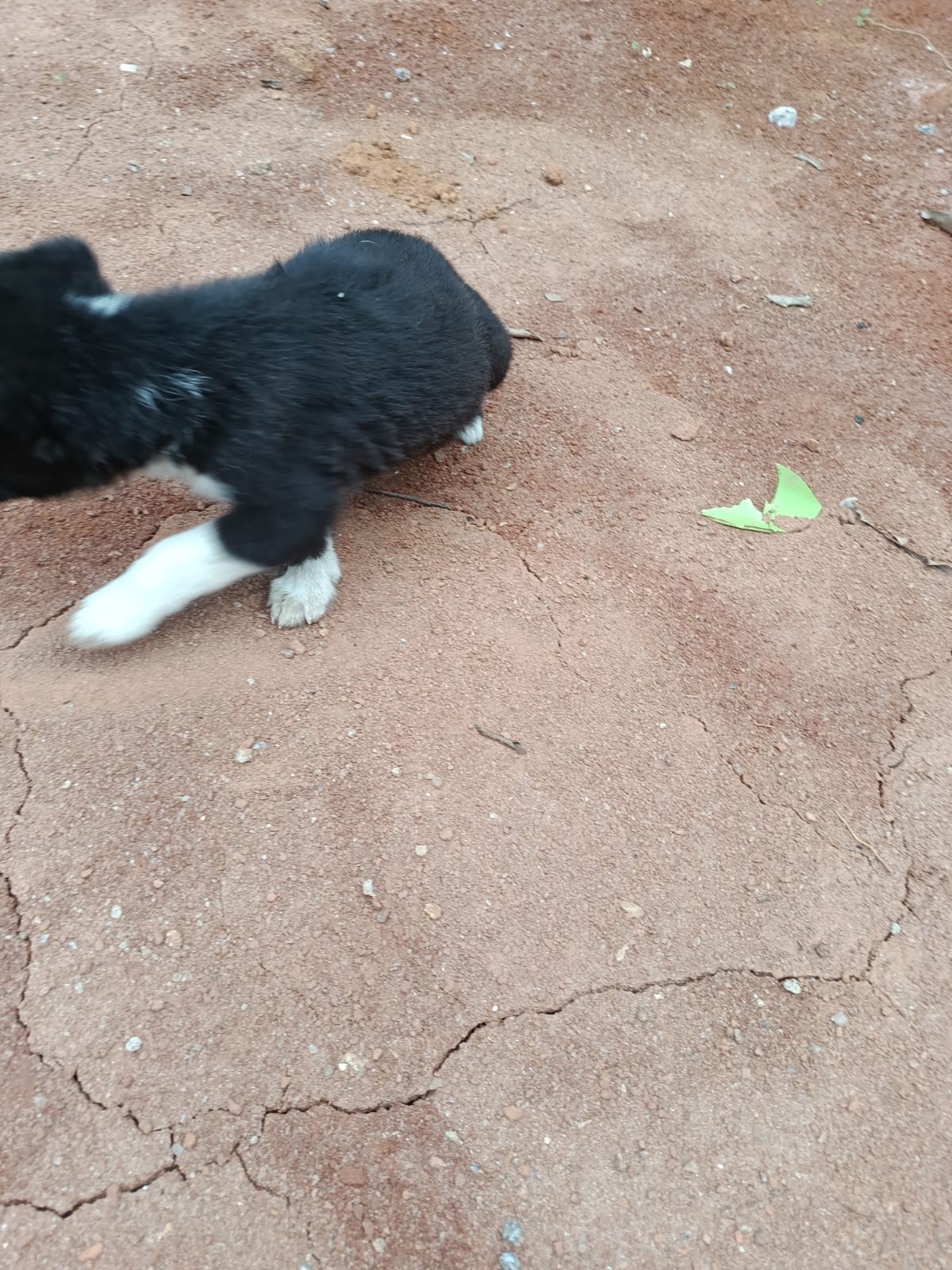 Border Collie fêmea 