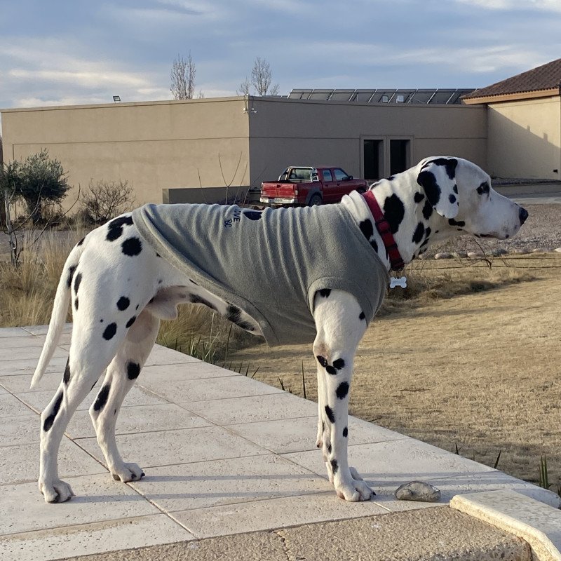 Filhotes de Dálmatas (não acompanham pedigree). - Foto 4