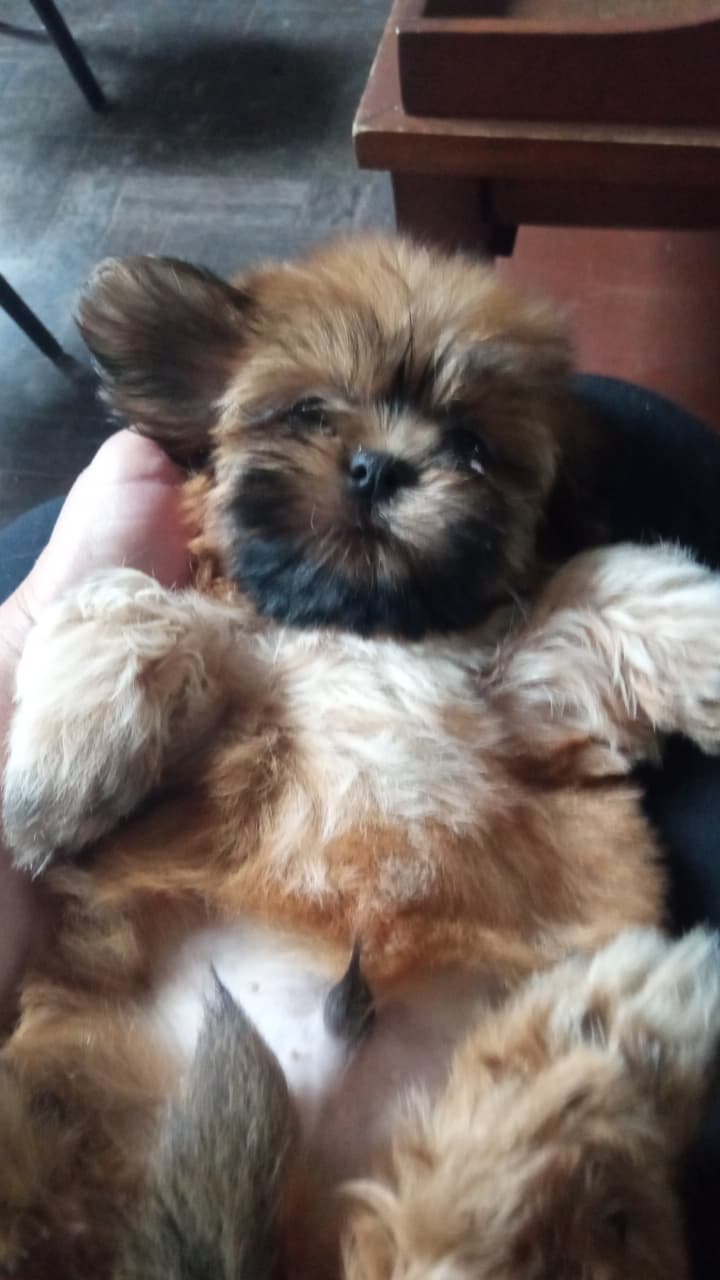 Portal Vendocão Shih tzu Camaragibe