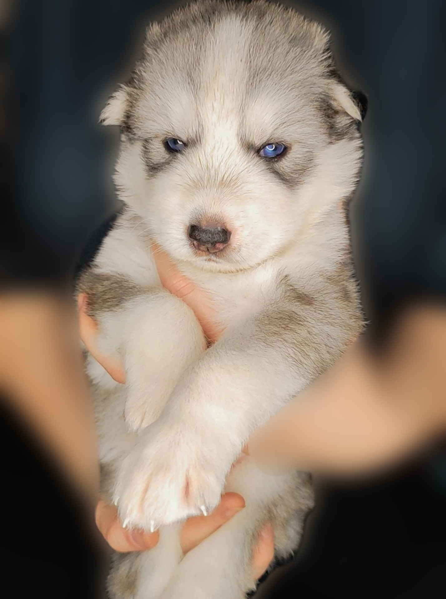 filhotes de Husky Siberiano Duque de caxias 