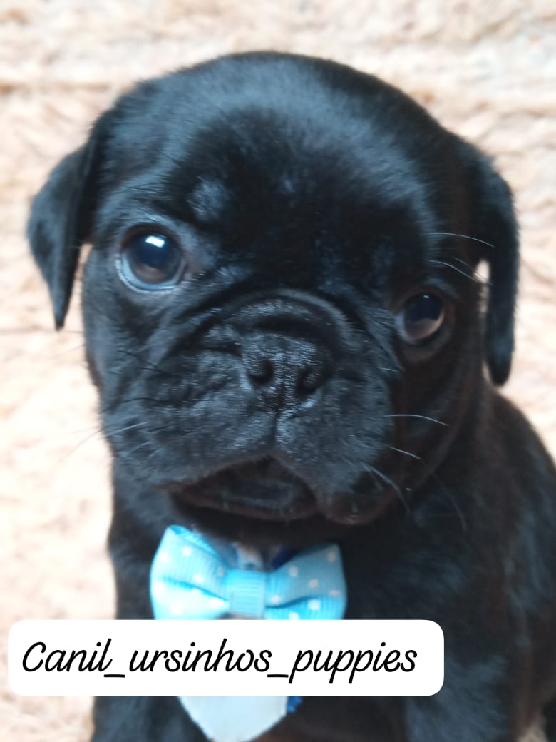 Portal Vendocão pug garanta hoje seu bebe @canilursinhospuppies  americana 