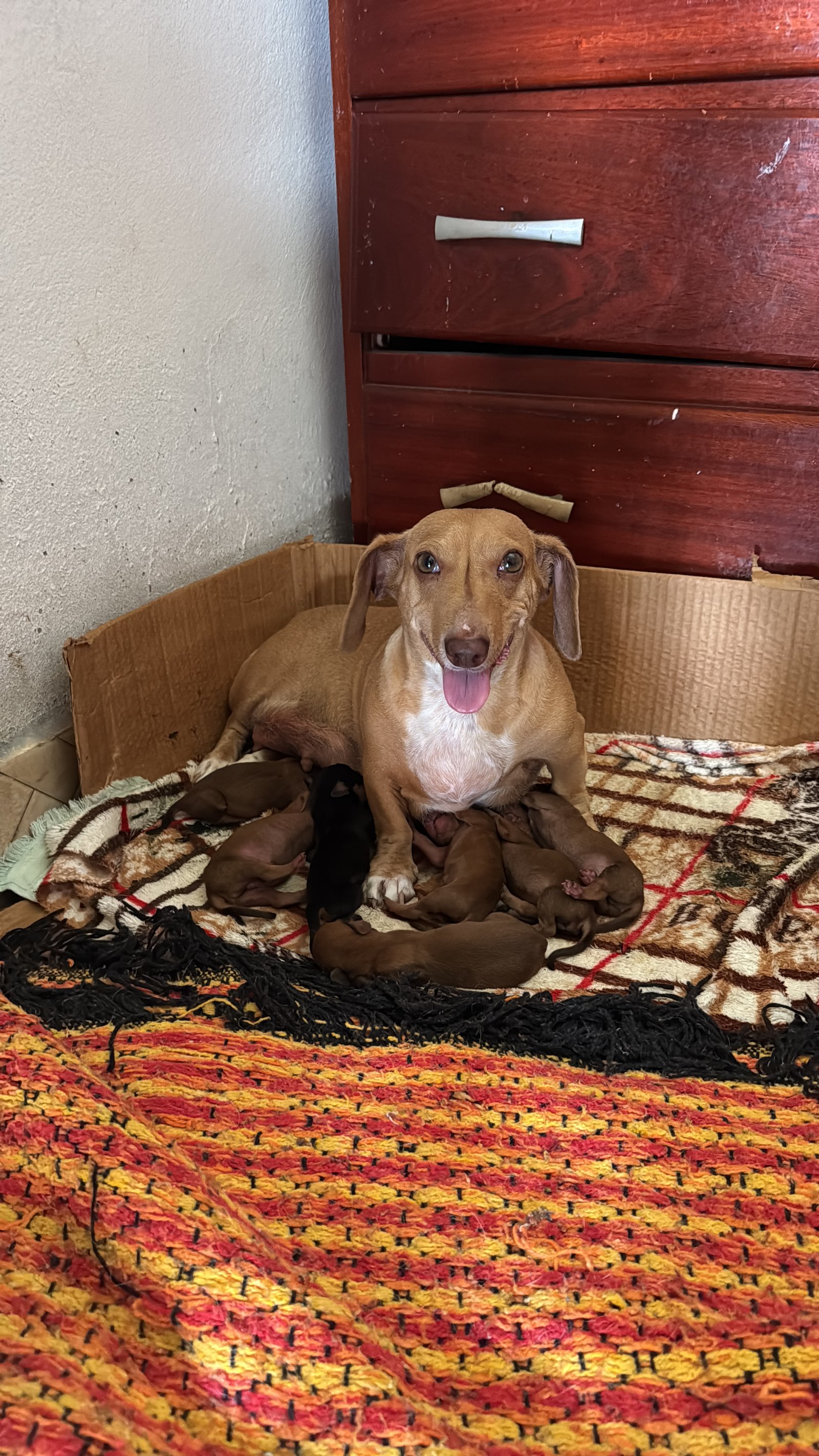 Filhote Dachshund (Salsicha) puro – Macho - Foto 2