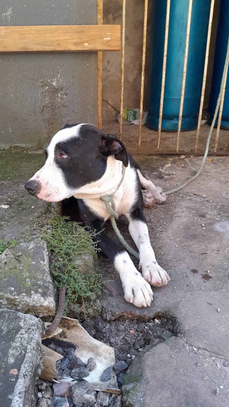Portal Vendocão Filhote de Pitbull  Guarulhos 