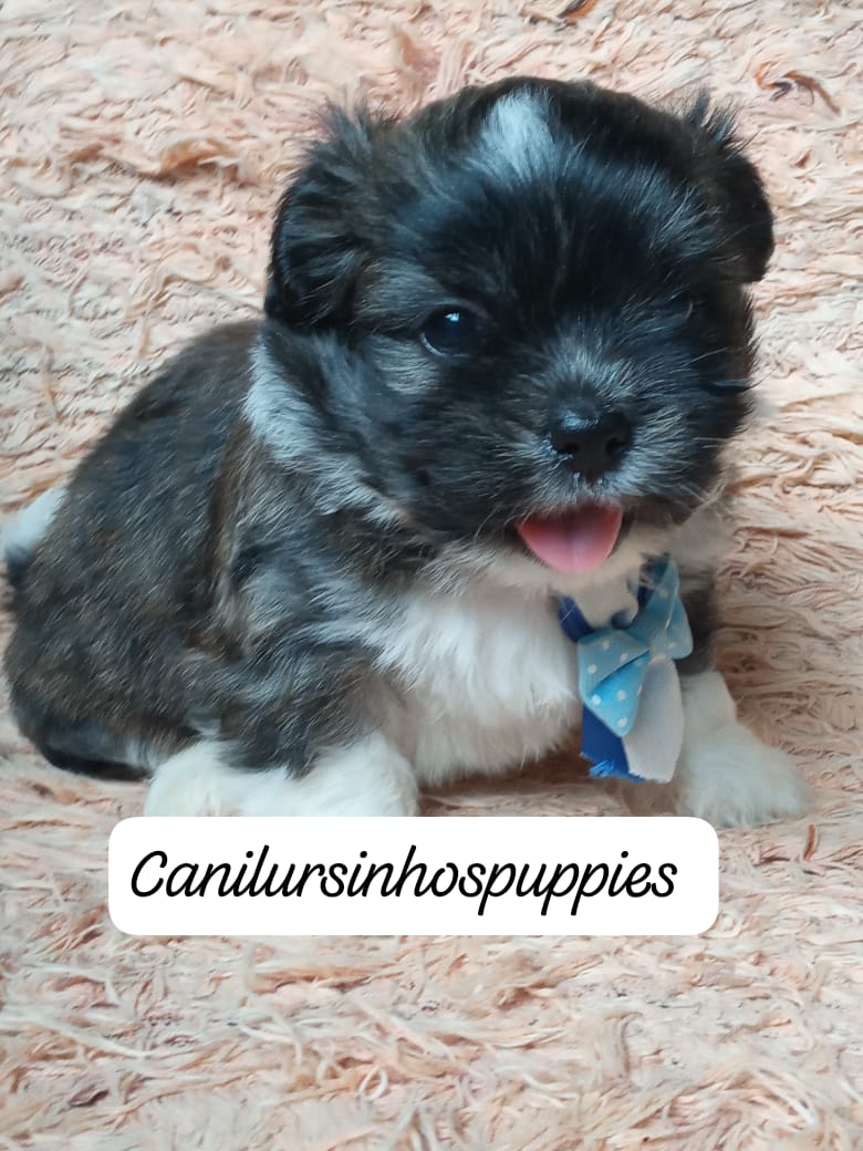 Portal Vendocão lhasa apso adquira ja o seu #canilursinhospuppies  guarulhos 