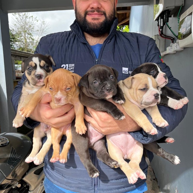 Filhotes de American Bully, pedigree ABBR