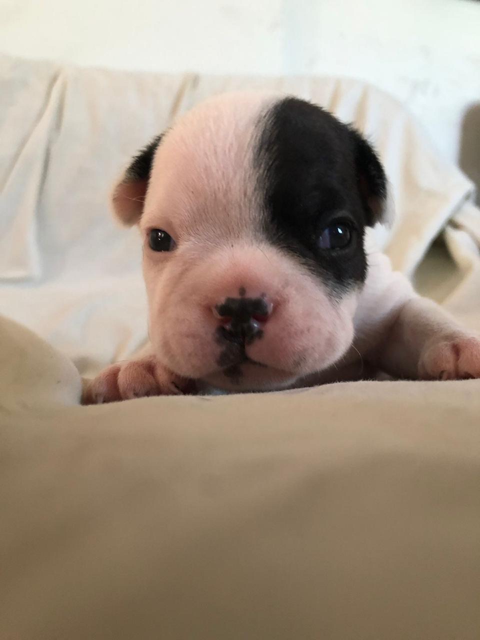 Portal Vendocão Filhotes de Bulldog Francês  Patos 